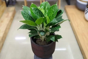 cây bạch mã hoàng tử