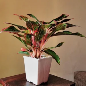 Cây bao thanh thiên