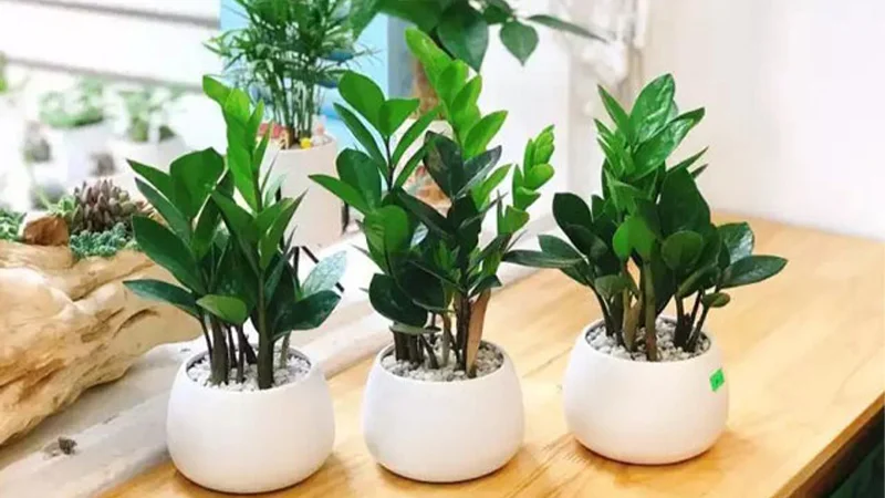 Top 10 loại cây cảnh văn phòng được dân công sở ưa chuộng và phổ biến