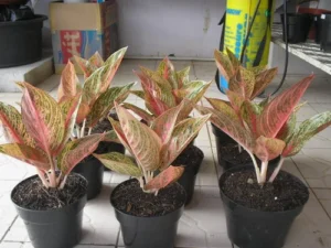 cây thịnh vượng