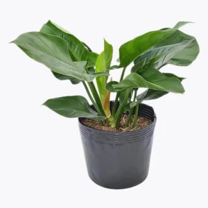 Đại đế vương