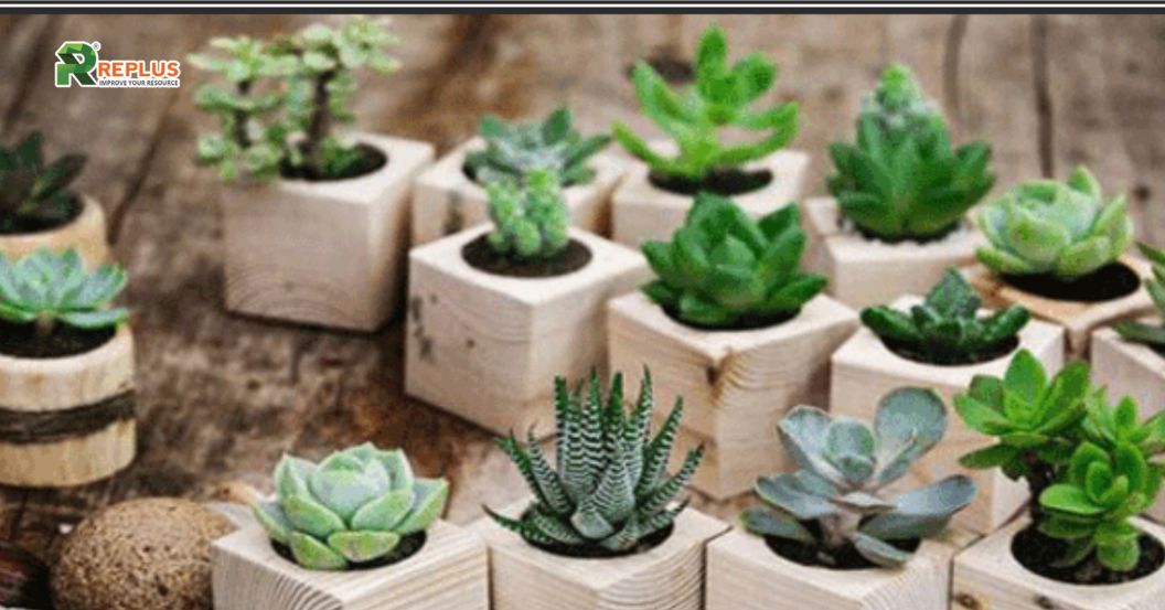 cây mini để bàn