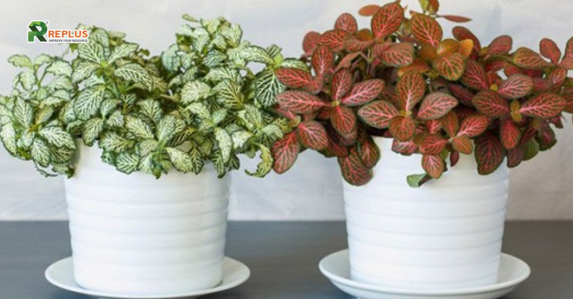 Trang trí bàn làm việc bằng cây cẩm nhung