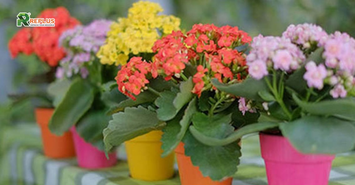 Trang trí bàn làm việc bằng cây sống đời