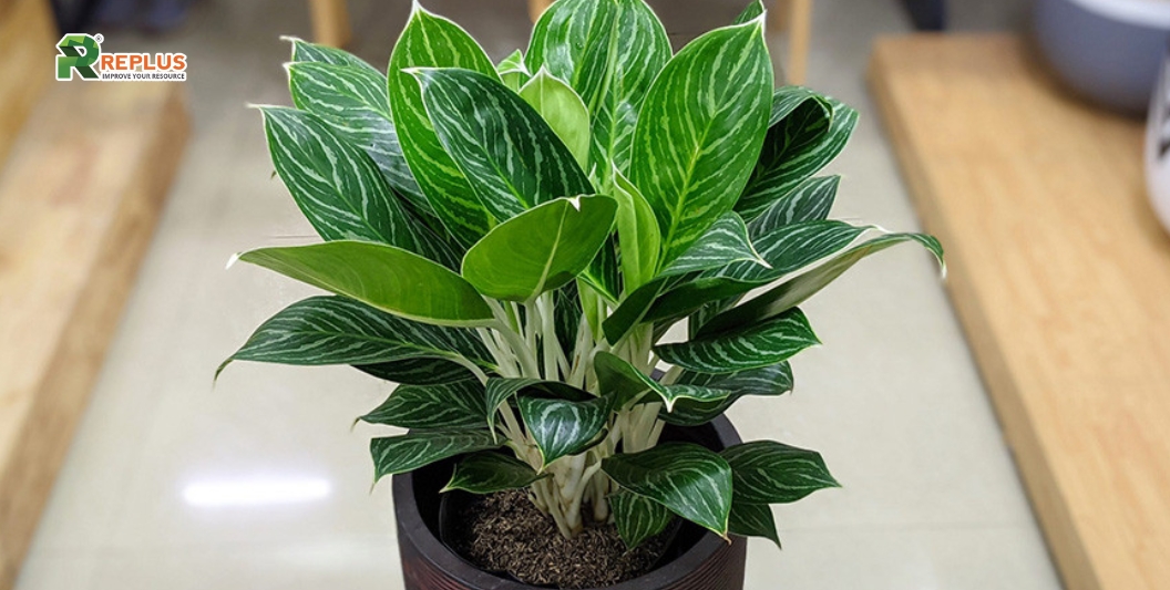 25+ cây trang trí bàn làm việc tạo điểm nhấn xanh văn phòng 6 Cây bạch mã hoàng tử