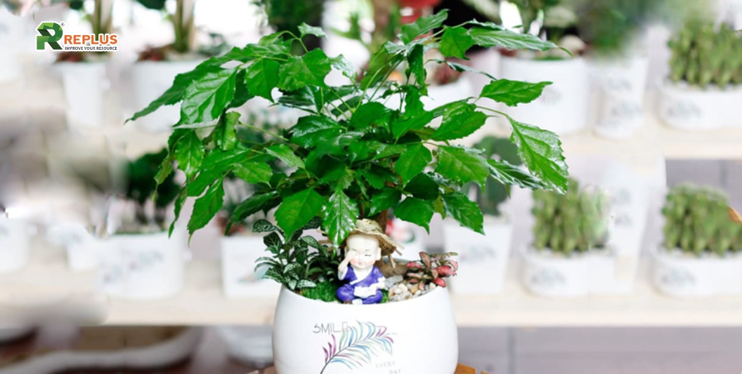 25+ cây trang trí bàn làm việc tạo điểm nhấn xanh văn phòng 5 Cây hạnh phúc