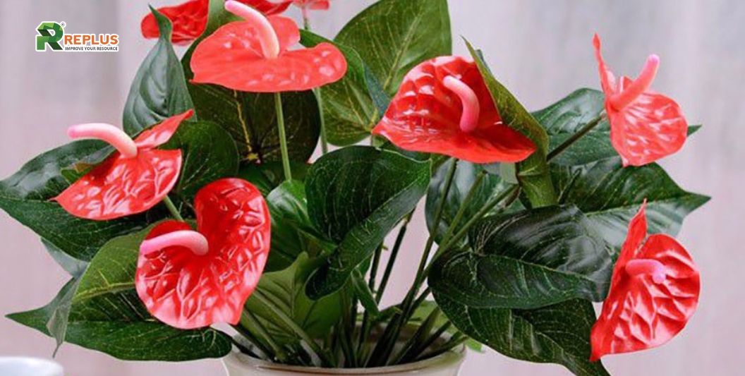 25+ cây trang trí bàn làm việc tạo điểm nhấn xanh văn phòng 18 Cây hồng môn