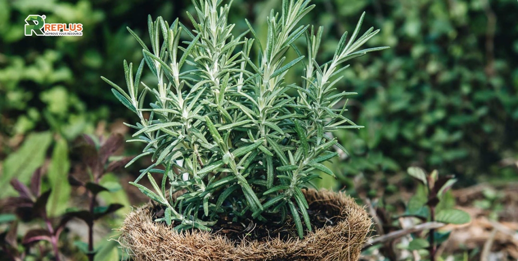 25+ cây trang trí bàn làm việc tạo điểm nhấn xanh văn phòng 4 Cây hương thảo