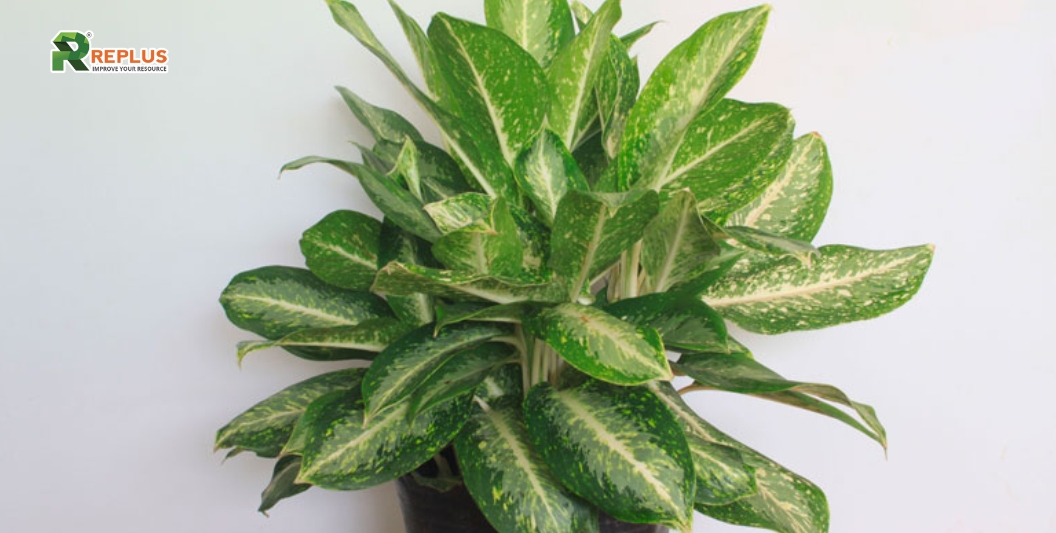 25+ cây trang trí bàn làm việc tạo điểm nhấn xanh văn phòng 14 Cây Huy Hoàng