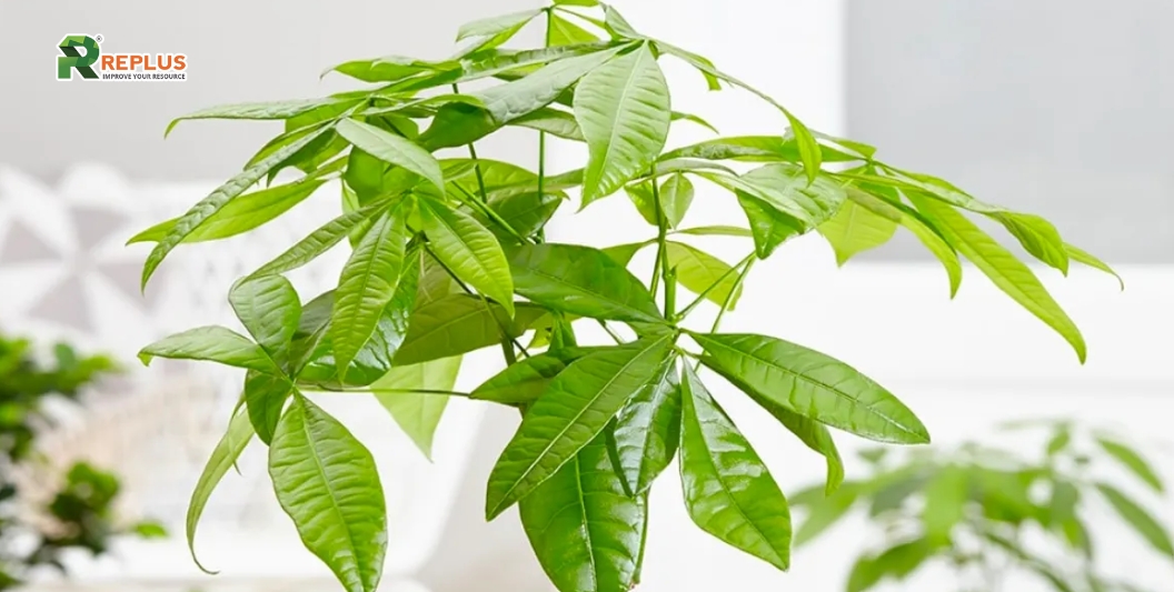 25+ cây trang trí bàn làm việc tạo điểm nhấn xanh văn phòng 7 Cây Kim Ngân