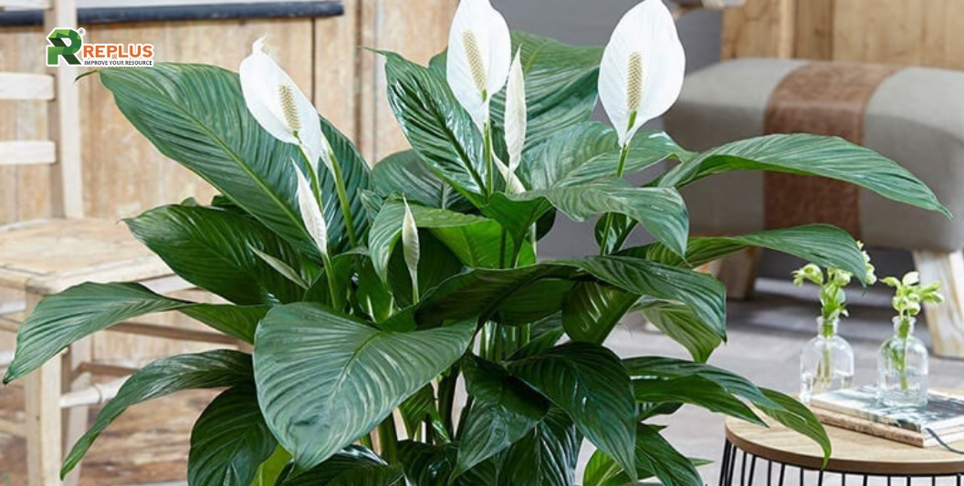 25+ cây trang trí bàn làm việc tạo điểm nhấn xanh văn phòng 16 Cây Lan Ý