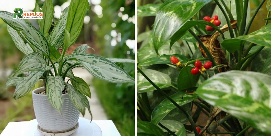 25+ cây trang trí bàn làm việc tạo điểm nhấn xanh văn phòng 12 Cây ngân Hậu