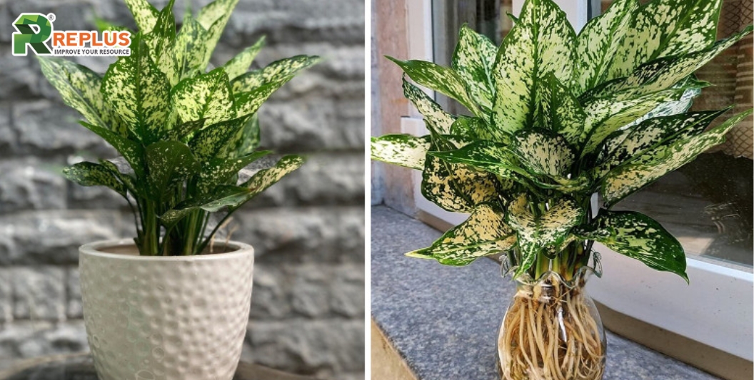 25+ cây trang trí bàn làm việc tạo điểm nhấn xanh văn phòng 2 Cây ngọc ngân