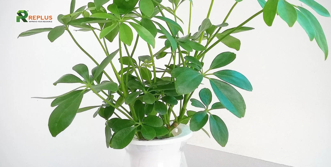 25+ cây trang trí bàn làm việc tạo điểm nhấn xanh văn phòng 10 Cây Ngũ Gia Bì