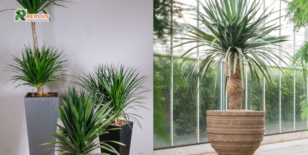 25+ cây trang trí bàn làm việc tạo điểm nhấn xanh văn phòng 13 Cây phát tài