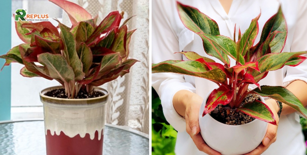 25+ cây trang trí bàn làm việc tạo điểm nhấn xanh văn phòng 21 Cây phú quý