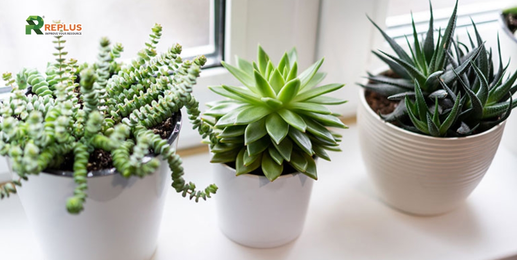 25+ cây trang trí bàn làm việc tạo điểm nhấn xanh văn phòng 25 Cây sen đá