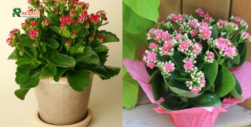 25+ cây trang trí bàn làm việc tạo điểm nhấn xanh văn phòng 17 Cây sống đời