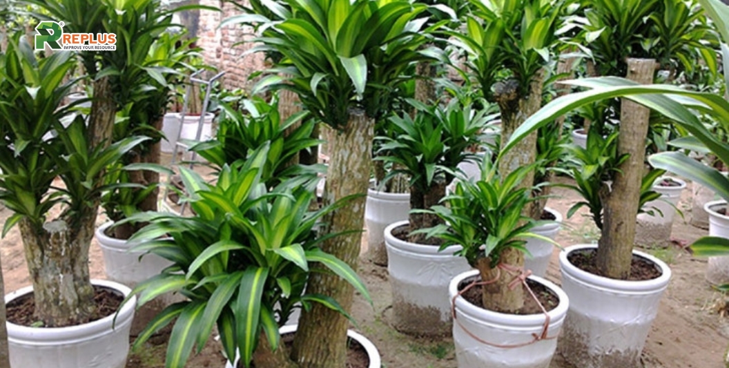 25+ cây trang trí bàn làm việc tạo điểm nhấn xanh văn phòng 24 Cây thiết mộc lan kiểng