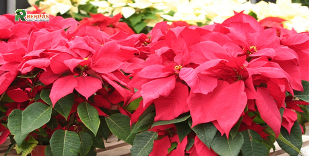 25+ cây trang trí bàn làm việc tạo điểm nhấn xanh văn phòng 20 Cây trạng nguyên