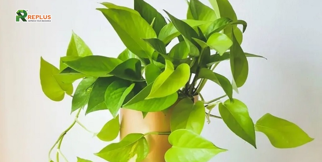 25+ cây trang trí bàn làm việc tạo điểm nhấn xanh văn phòng 23 Cây Trầu Bà vàng