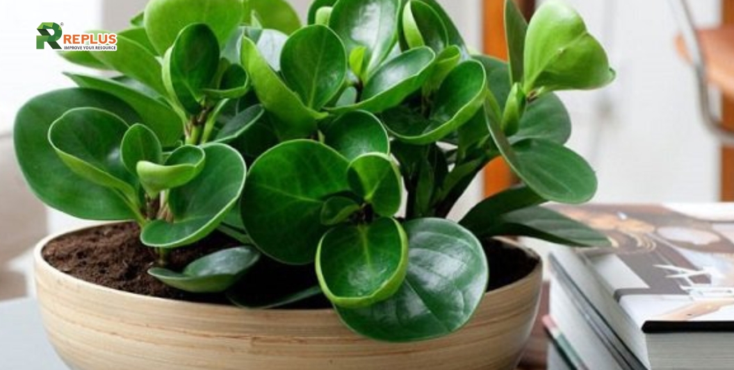 25+ cây trang trí bàn làm việc tạo điểm nhấn xanh văn phòng 9 Cây Trường Sinh