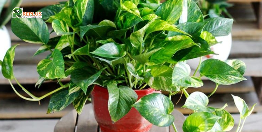 25+ cây trang trí bàn làm việc tạo điểm nhấn xanh văn phòng 15 Cây vạn niên thanh