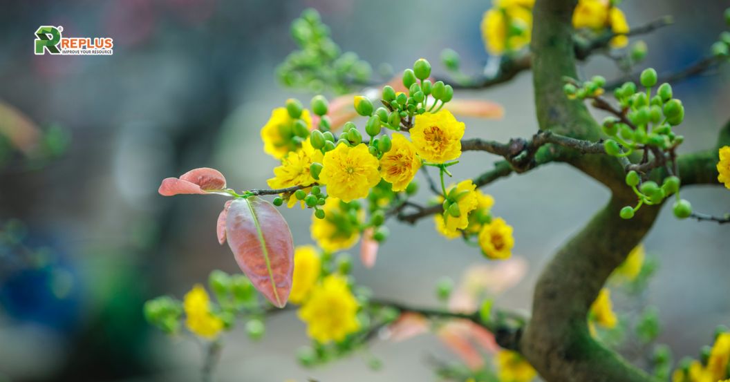 Gợi ý 10+ món đồ trang trí Tết tạo sắc xuân rực rỡ năm 2025 2 Trang trí bằng hoa mai