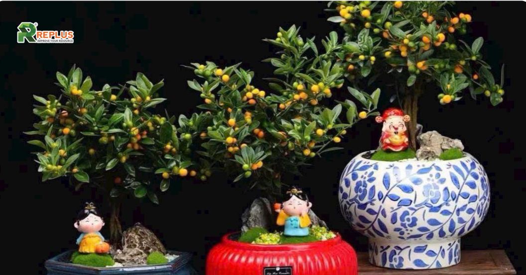 Gợi ý 10+ món đồ trang trí Tết tạo sắc xuân rực rỡ năm 2025 8 Đồ Trang trí Tết phong thủy bằng chậu cây quất