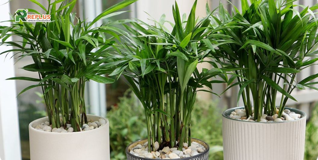 35+ loại cây trang trí văn phòng nâng cao hiệu suất làm việc 31 cây cau tiểu trâm