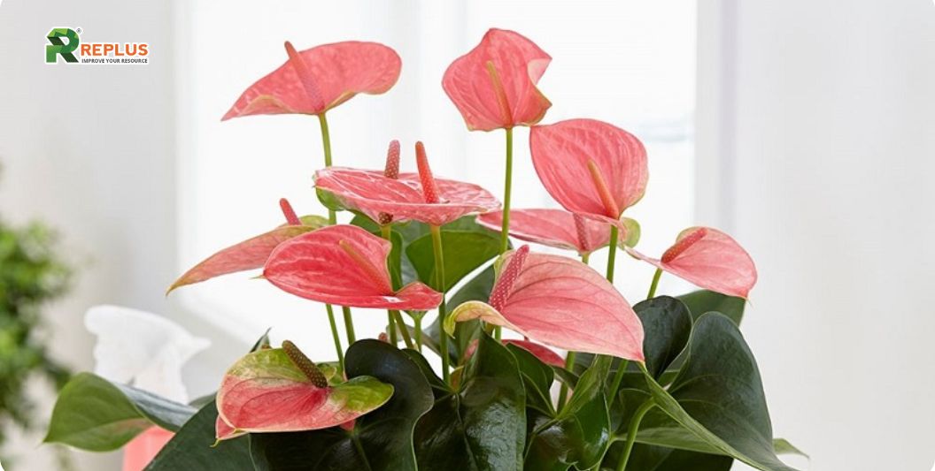 35+ loại cây trang trí văn phòng nâng cao hiệu suất làm việc 20 cây hồng môn