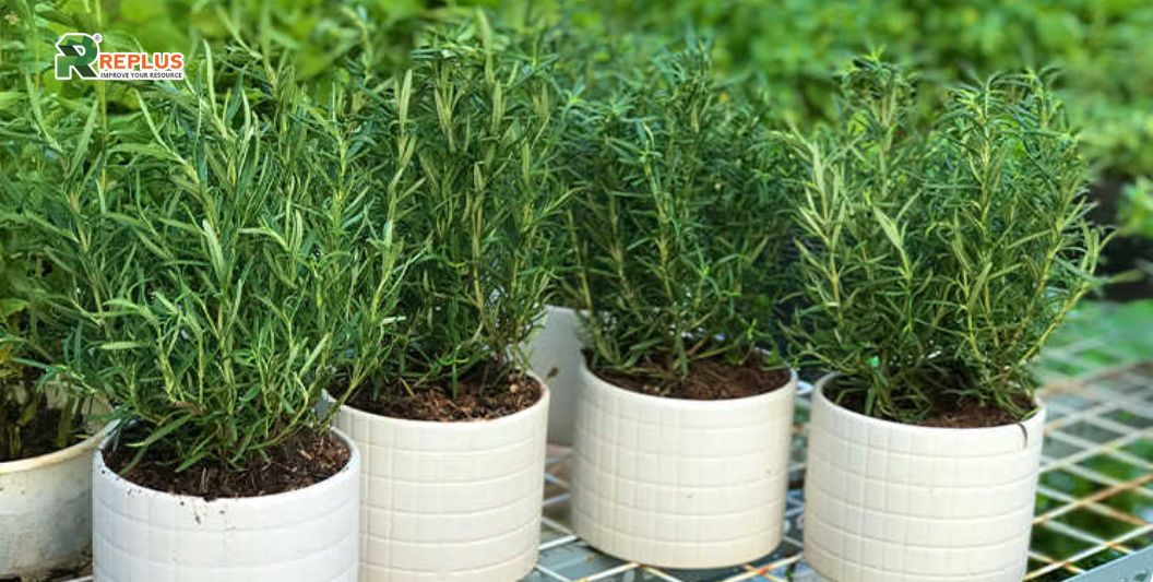 35+ loại cây trang trí văn phòng nâng cao hiệu suất làm việc 8 cây hương thảo