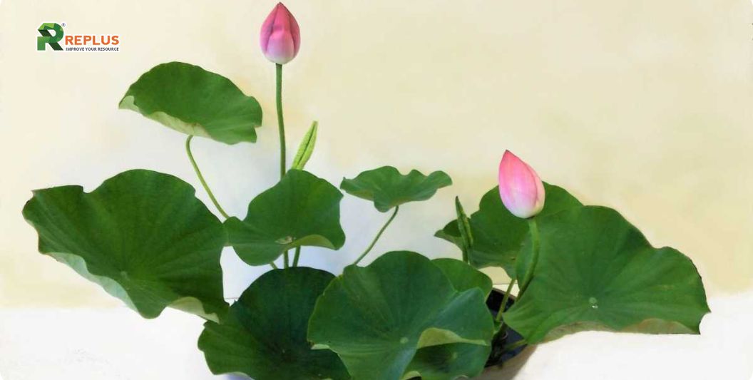 35+ loại cây trang trí văn phòng nâng cao hiệu suất làm việc 34 cây sen mini nhật