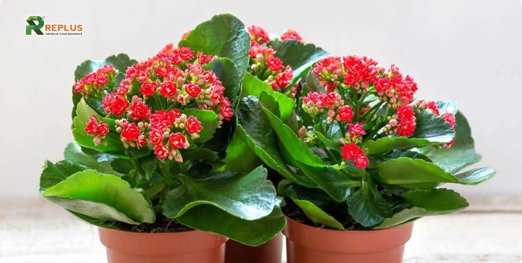 35+ loại cây trang trí văn phòng nâng cao hiệu suất làm việc 18 cây sống đời