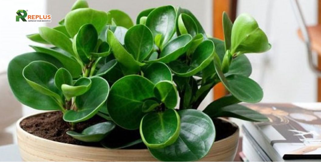 35+ loại cây trang trí văn phòng nâng cao hiệu suất làm việc 4 cây trường sinh