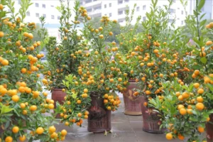 cây quất trang trí tết