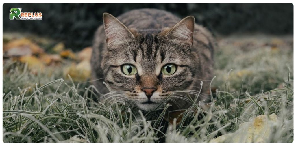 1999 mệnh gì? Tính cách và vận mệnh của người sinh năm 1999