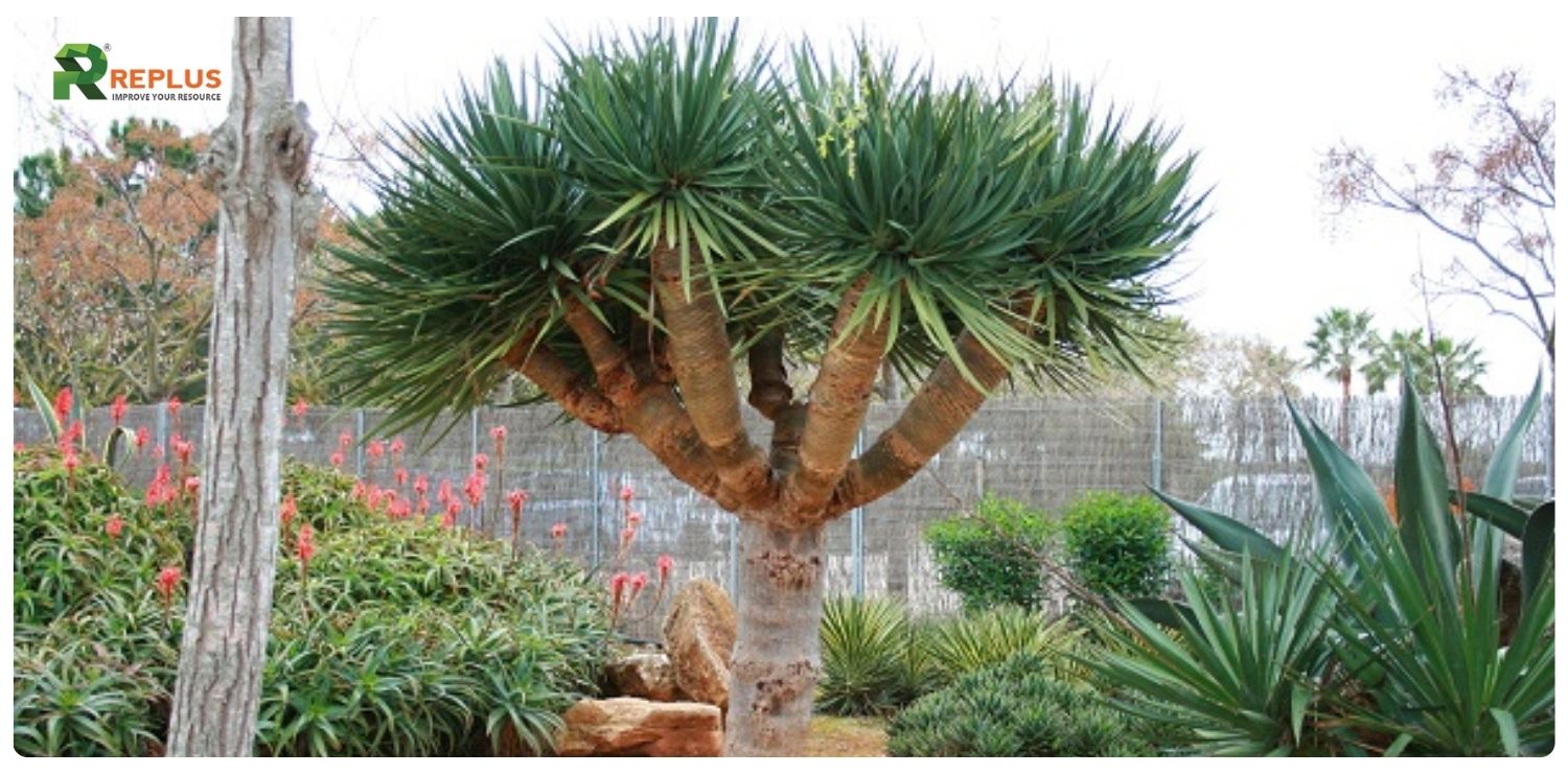 Cây phát tài núi hợp mệnh gì? Ý nghĩa và cách chăm sóc cây 1 Cây phát tài núi hợp mệnh gì