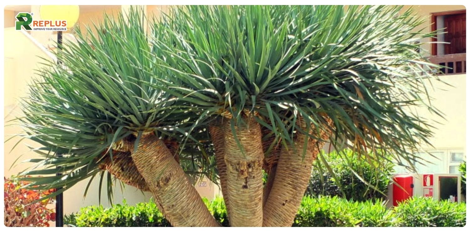 Cây phát tài núi hợp mệnh gì? Ý nghĩa và cách chăm sóc cây 2 Cây phát tài núi hợp mệnh gì