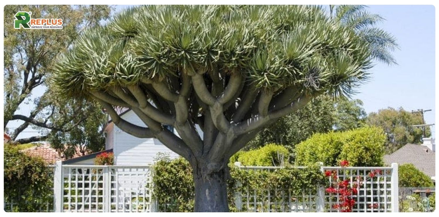 Cây phát tài núi hợp mệnh gì? Ý nghĩa và cách chăm sóc cây 3 Cây phát tài núi hợp mệnh gì