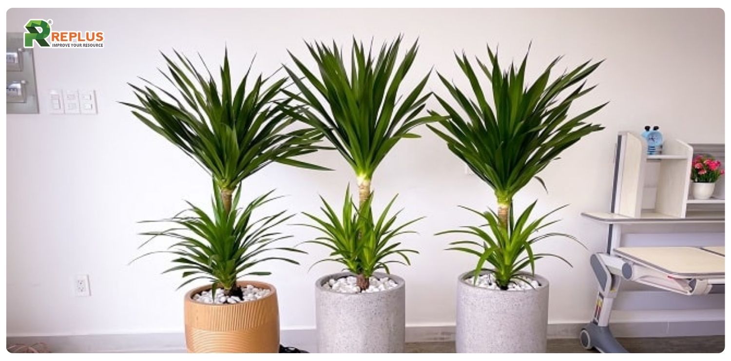 Cây phát tài núi hợp mệnh gì? Ý nghĩa và cách chăm sóc cây 4 Cây phát tài núi hợp mệnh gì