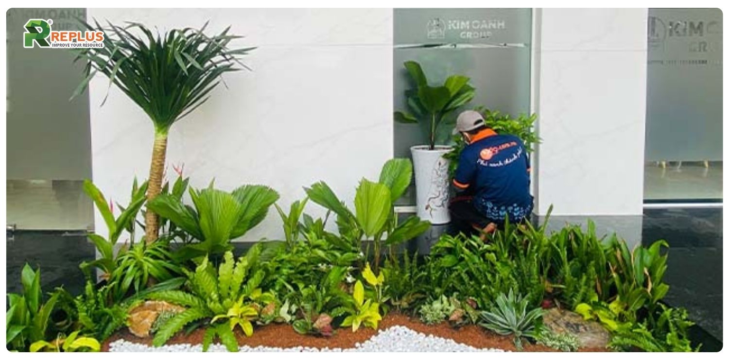 Cây phát tài núi hợp mệnh gì? Ý nghĩa và cách chăm sóc cây 5 Cây phát tài núi hợp mệnh gì