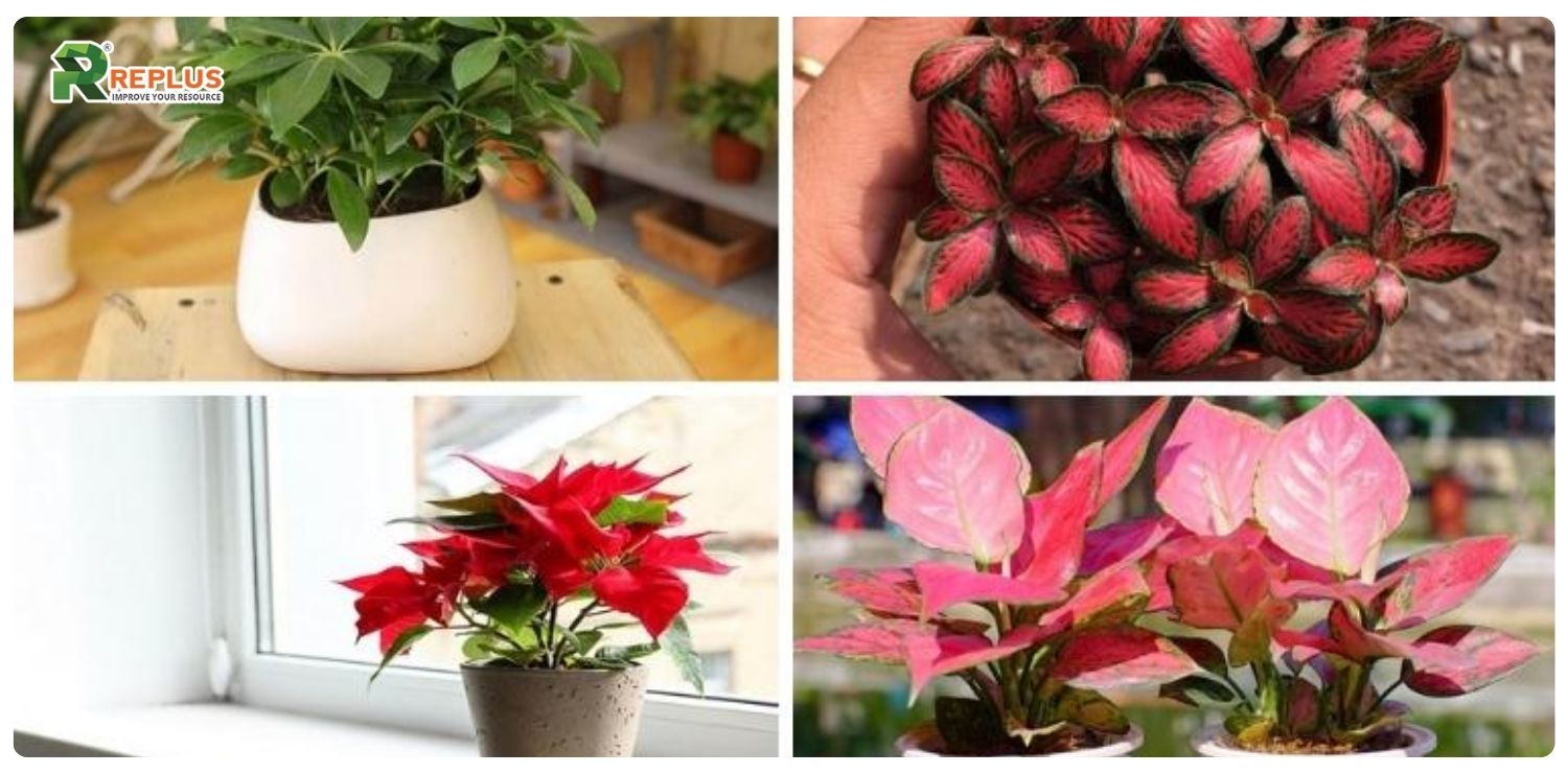 Mệnh Hỏa hợp mệnh gì? Chọn mối quan hệ để thành công 7 Mệnh Hỏa hợp mệnh gì