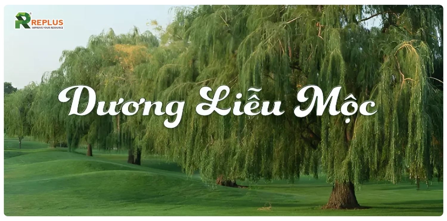 Mệnh Mộc hợp mệnh gì? Cách chọn người hợp mệnh cực chuẩn 2 Dương Liễu Mộc