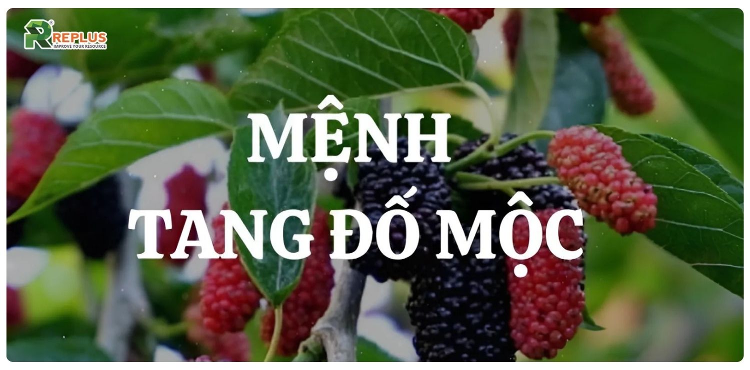 Mệnh Mộc hợp mệnh gì? Cách chọn người hợp mệnh cực chuẩn 4 Tang Đố Mộc