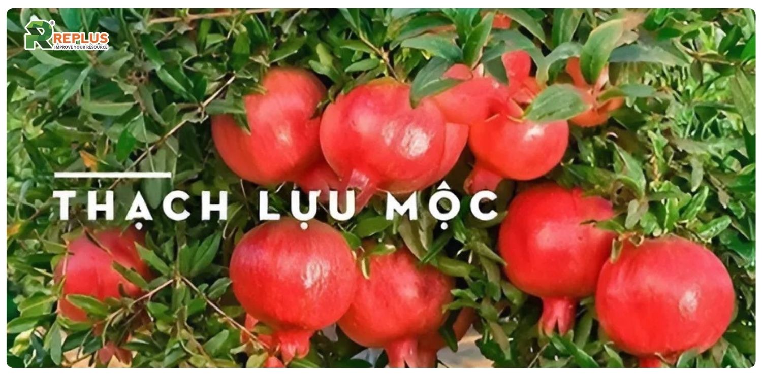 Mệnh Mộc hợp mệnh gì? Cách chọn người hợp mệnh cực chuẩn 5 Thạch Lựu Mộc