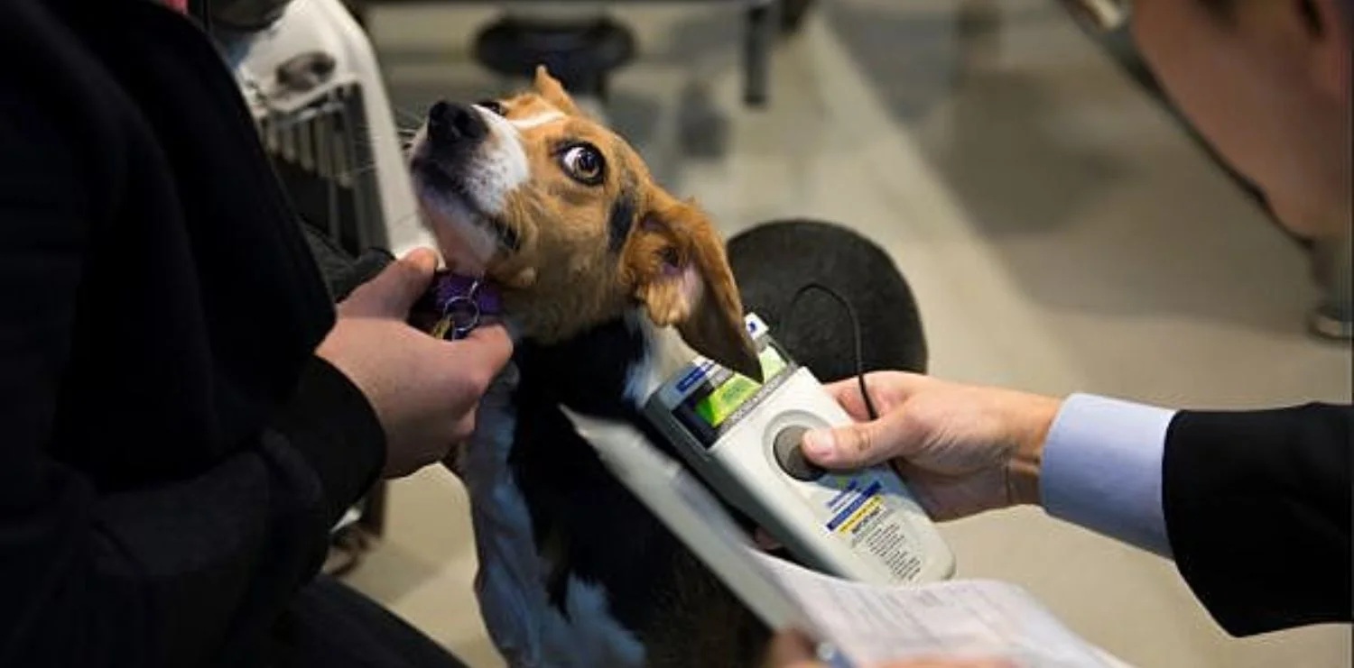 Dịch vụ vận chuyển thú cưng