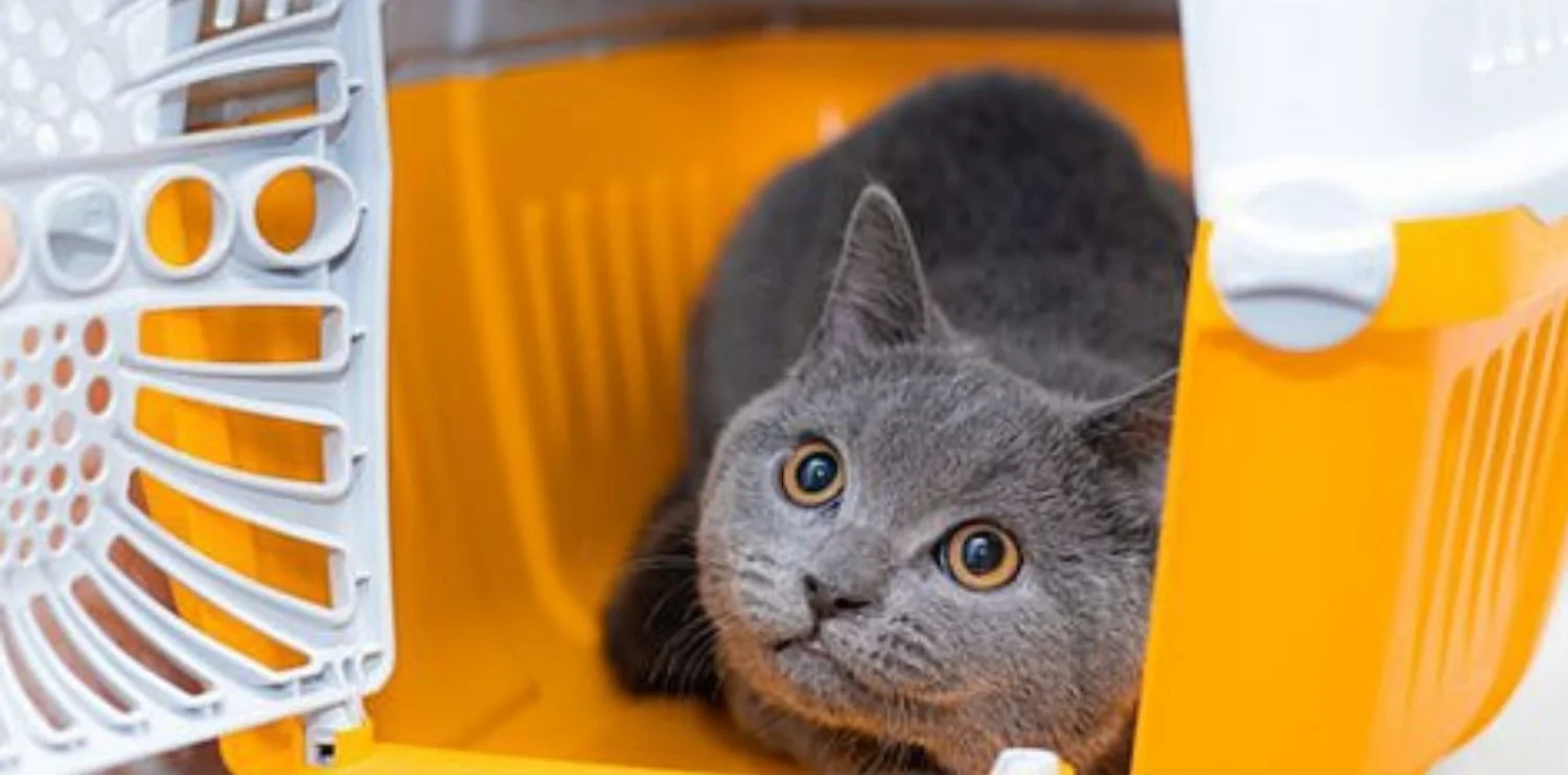 Dịch vụ vận chuyển thú cưng