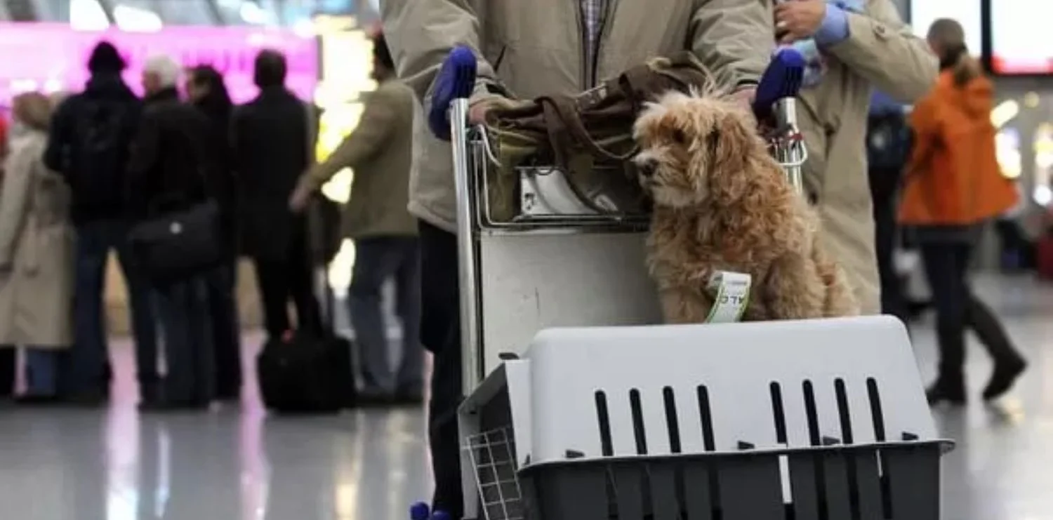 Dịch vụ vận chuyển thú cưng