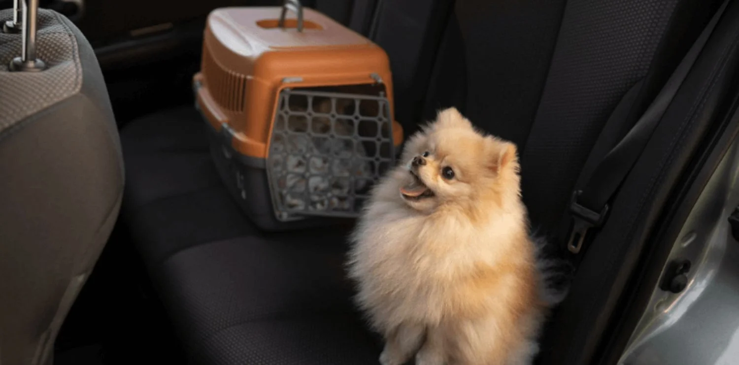 Dịch vụ vận chuyển thú cưng